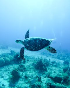 Sea turtle