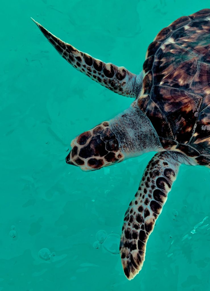 Sea turtle in Madagascar