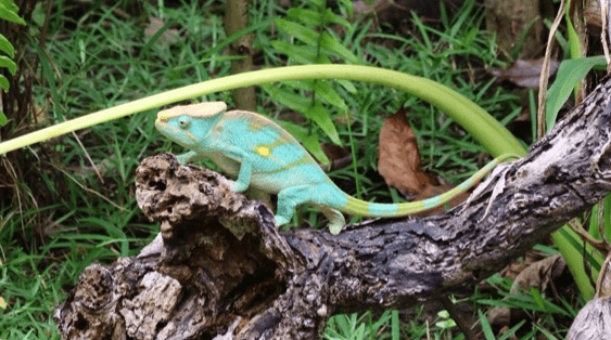 Chameleons Madagascar