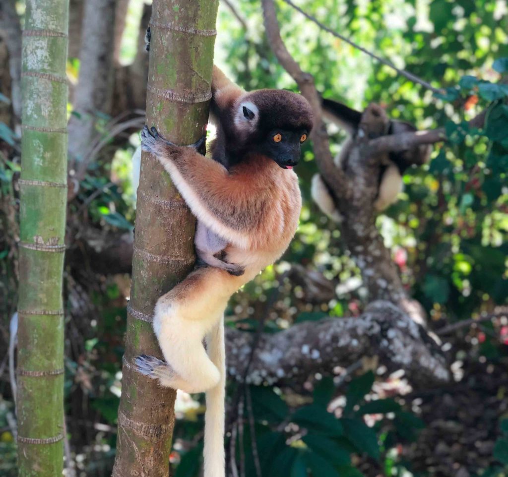 Lemurs at Ankarafantsika