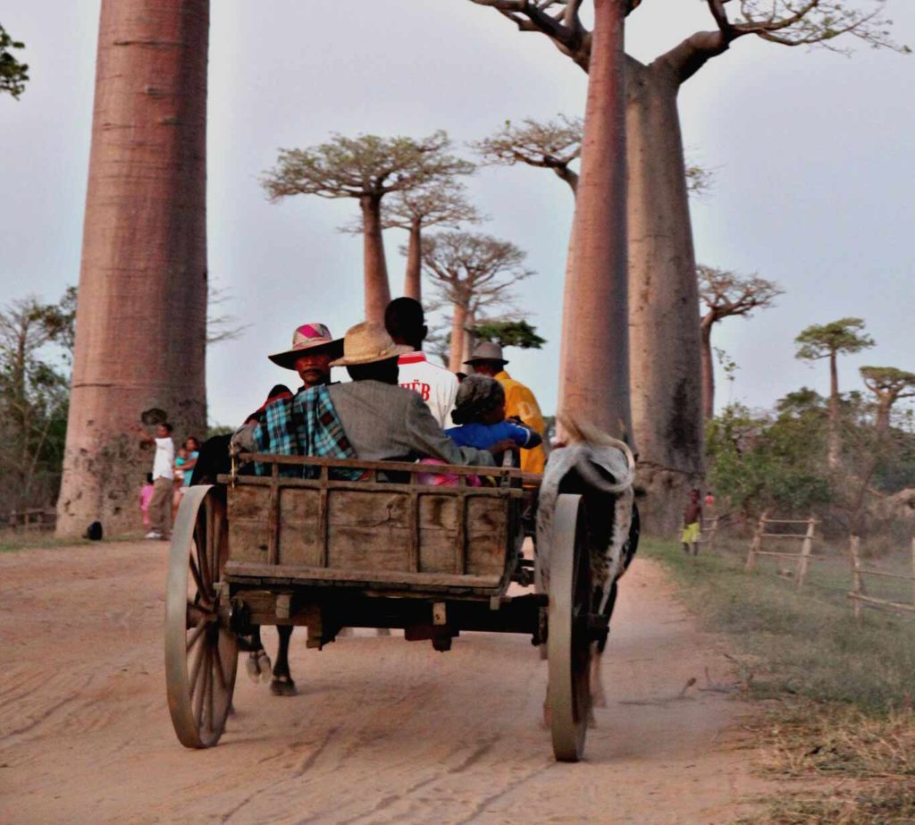 Baobab