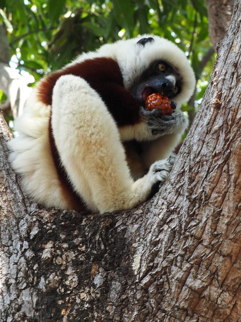 Lemur in Madagascar