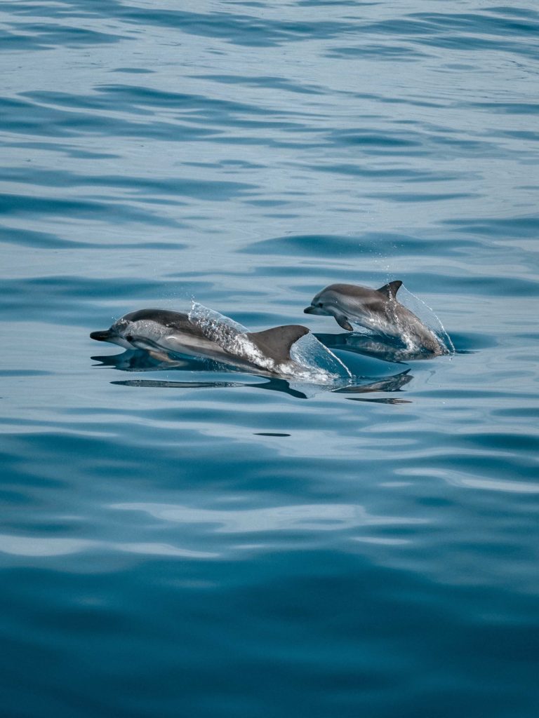 Dolphins of Madagascar