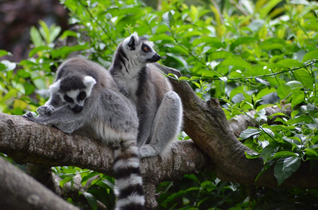 Lemurs Lokobe Reserve