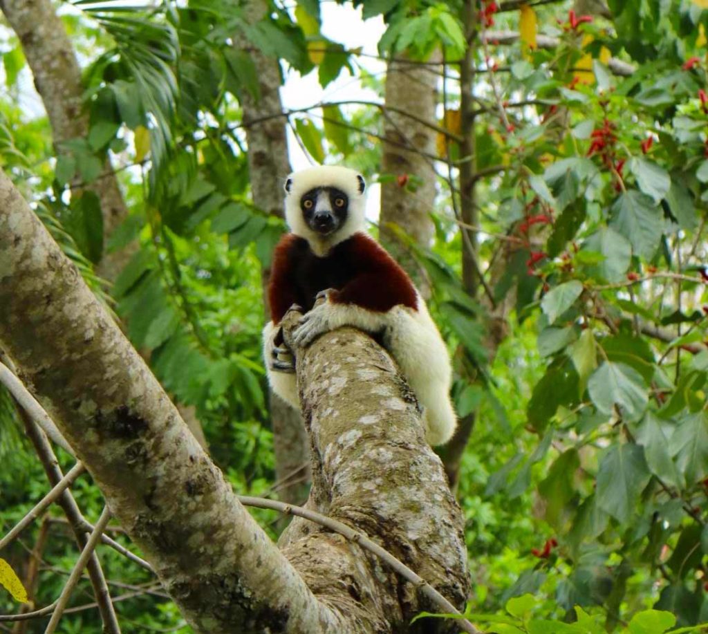 Lemur in Madagascar