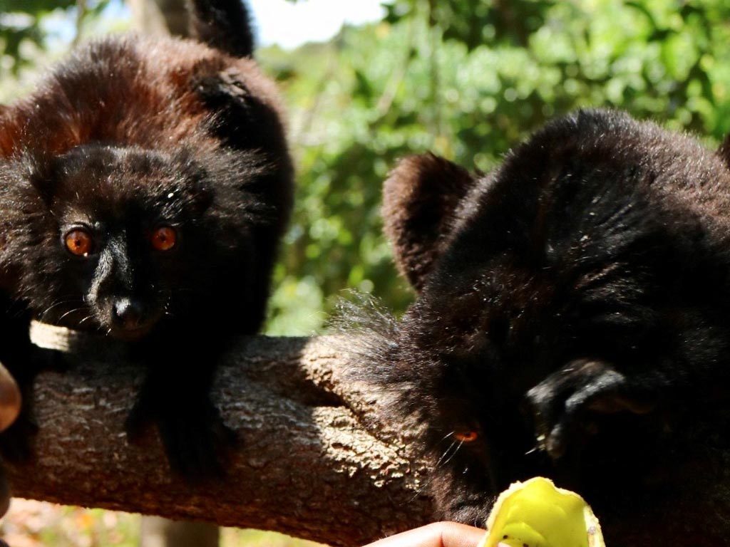 Lemurs in Nosy Komba