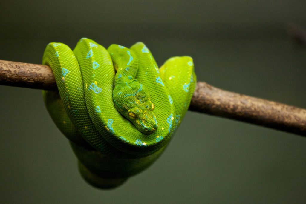 Snake Lokobe Reserve