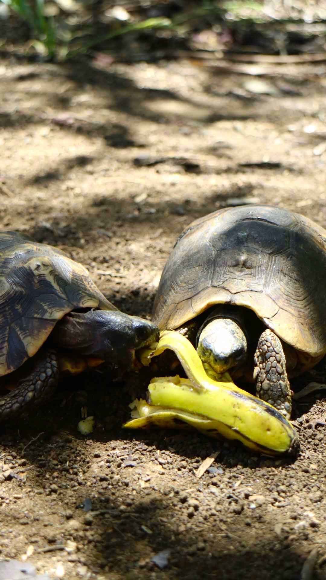 Turtles in Nosy Komba