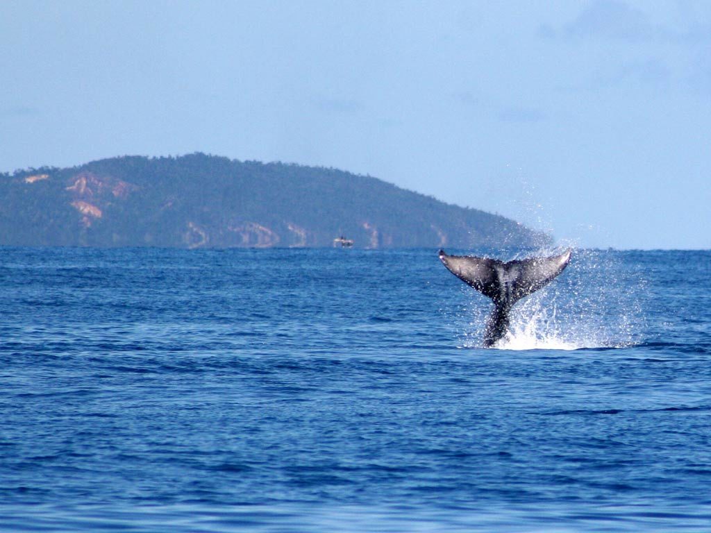 Wale during tree islands excursion